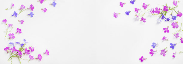 白底半边莲花图片下载