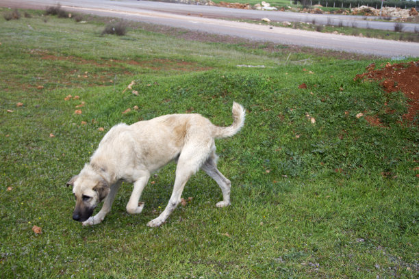 安纳托利亚牧羊犬kangal在绿色自然背景下摆姿势的照片图片下载