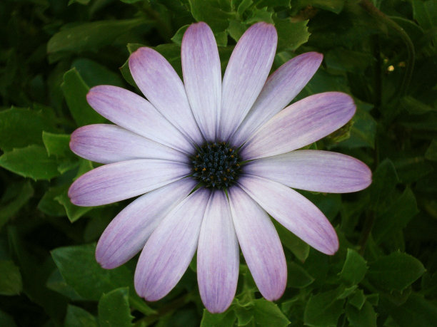 非洲菊图片下载