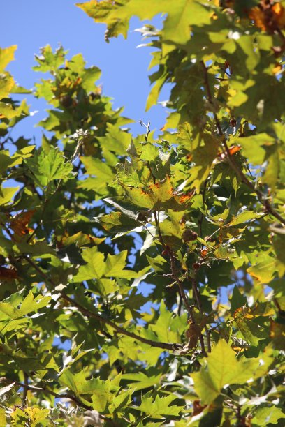 一张森林的照片，聚焦在梧桐树叶与蓝色的夏季天空背景。图片下载