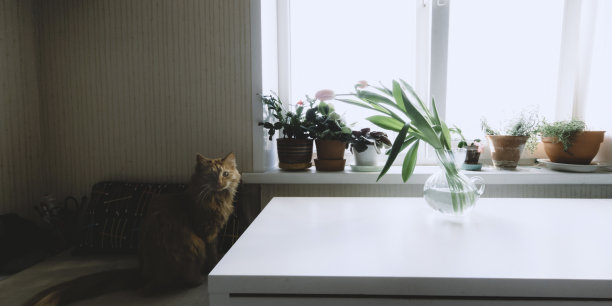 红猫坐在椅子上图片下载