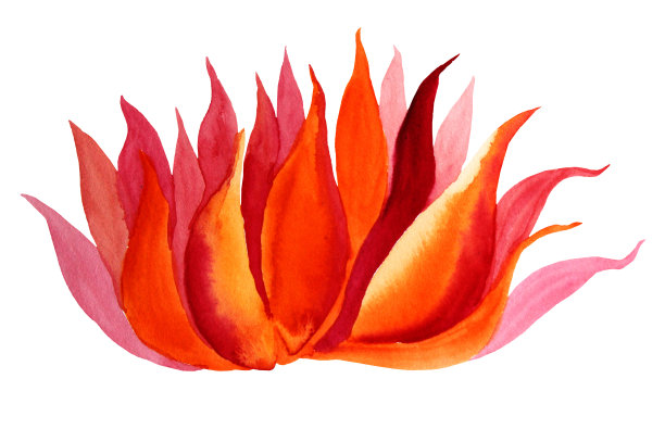 水彩手绘红色和橙色的火花莲花孤立在白色的背景创作艺术对象图片下载