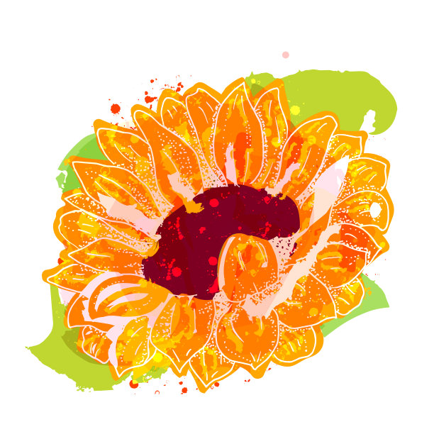向日葵，矢量水彩，孤立在白色背景图片下载