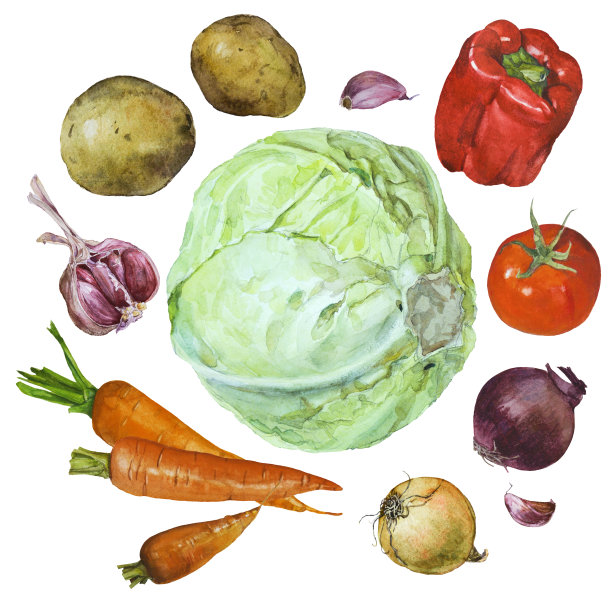 一套新鲜的生蔬菜水彩画。汤的配料，包装印刷，素食主义。图片下载