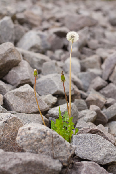 蒲公英在岩石图片下载