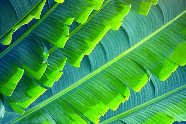 马达加斯加拉文拉娜的叶子(旅行者的手掌)图片下载