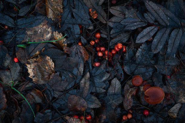 秋叶图案，经典的单色忧郁的深色艺术花照片与小干叶图片下载