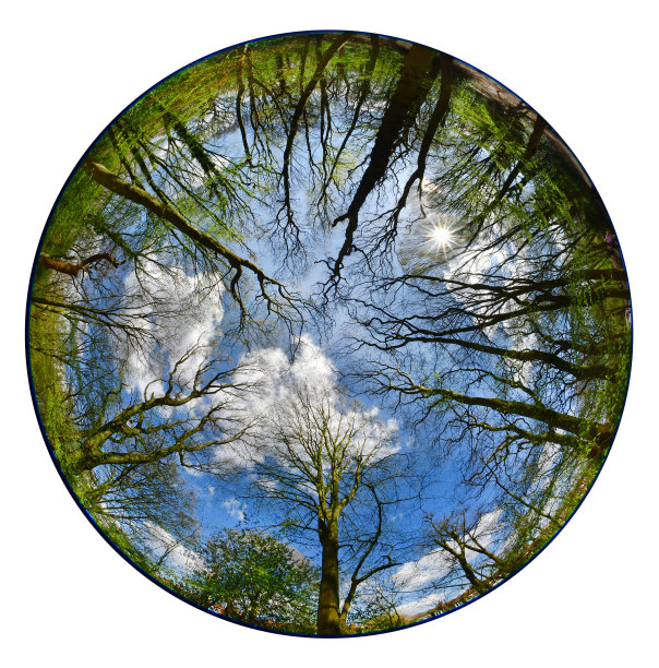 林地的注视图片下载