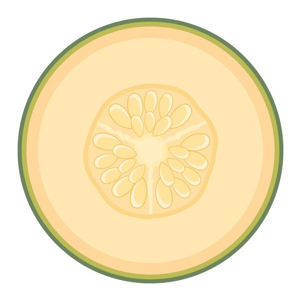 鲜半瓜果实孤立在白色背景上。哈密瓜瓜。夏日水果，健康生活方式。有机水果。卡通风格。矢量插图为任何设计。图片下载