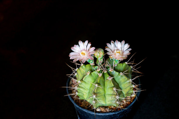 仙人掌图片下载