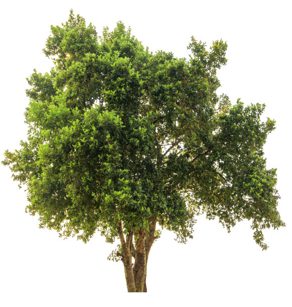 孤立的树图片下载