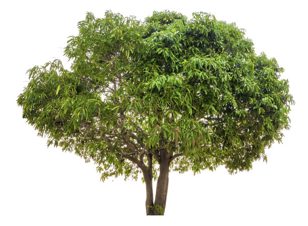 孤立的树图片下载