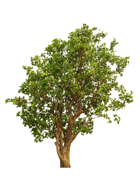 孤立的树图片下载