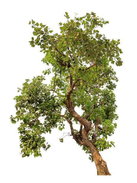 孤立的树图片下载