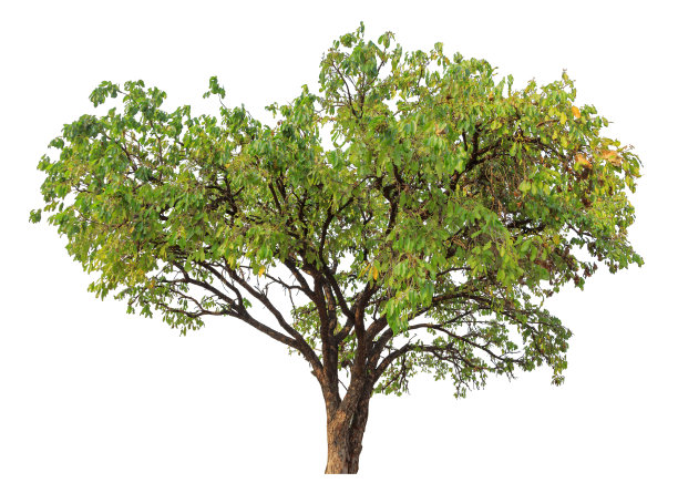 孤立的树图片下载