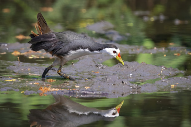 白胸水禽(Amaurornis phoenicurus)正在沼泽中寻找食物的图片。鸟。动物。图片下载