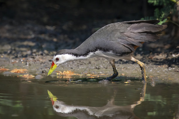 白胸水禽(Amaurornis phoenicurus)正在沼泽中寻找食物的图片。鸟。动物。图片下载