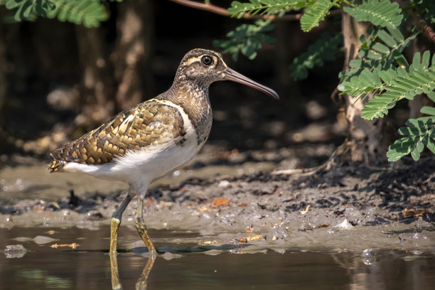 大画眉鸟(Rostratula benghalensis)在自然背景的沼泽中寻找食物的图片。鸟。动物。图片下载