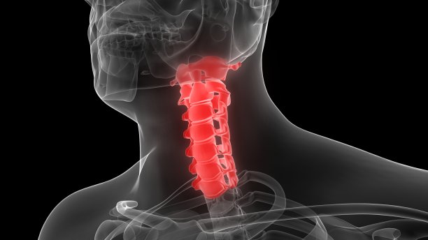 人体骨骼系统脊柱颈椎解剖三维渲染图片下载