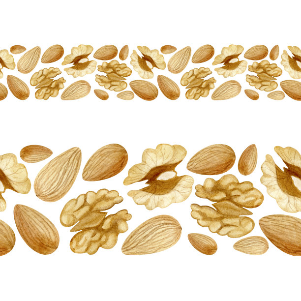 水平无缝边界手绘水彩杏仁和核桃仁，孤立在白色背景素材图片