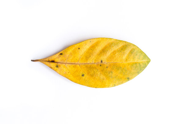 白色背景上的干叶子图片下载