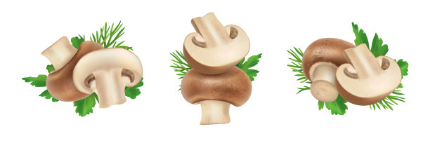 香菇组图片下载