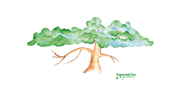 水彩柽柳树。手绘写实插图图片下载