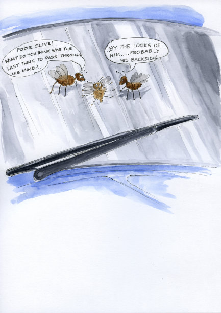 虫子-挡风玻璃上的苍蝇图片下载