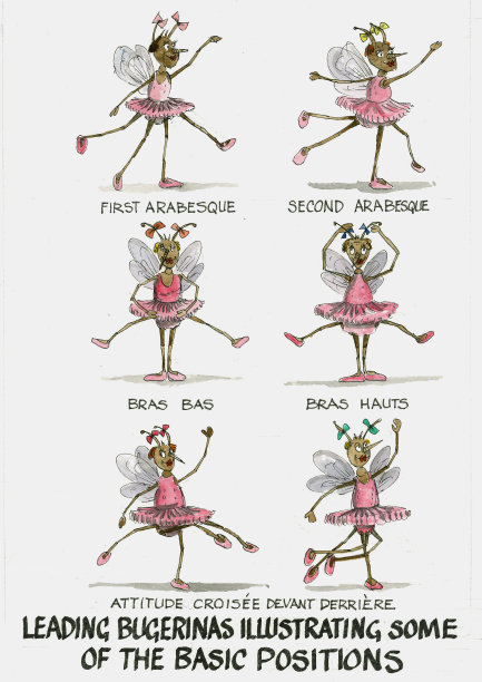 虫子-芭蕾舞苍蝇2图片下载