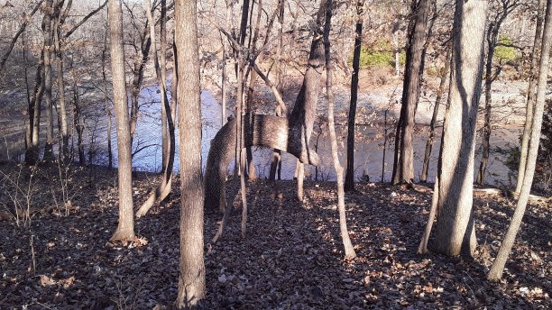 弯曲的树图片下载