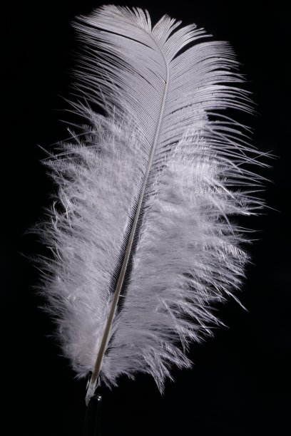 羽毛显示出精致的纹理和图案图片下载