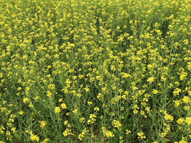 油菜领域图片下载