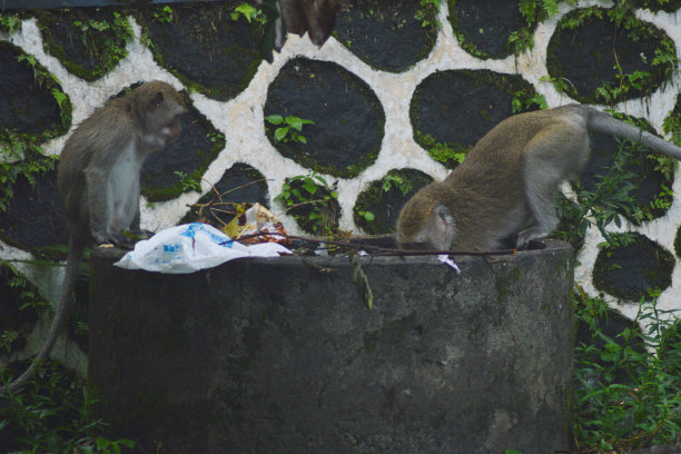 野生猴子图片下载