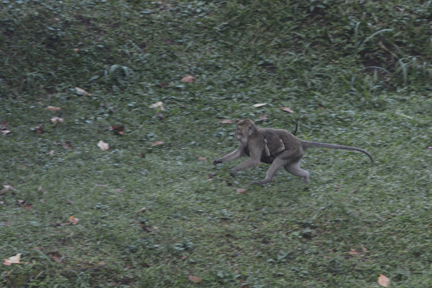 野生猴子图片下载