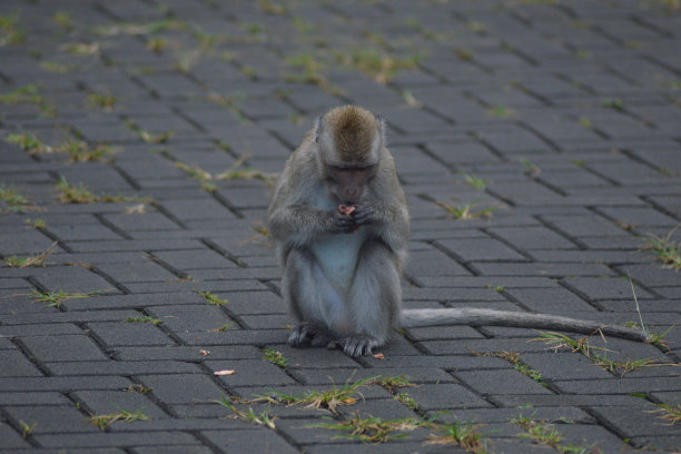 野生猴子图片下载