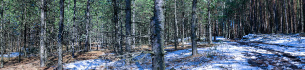 冬天森林里的树木被雪覆盖图片下载