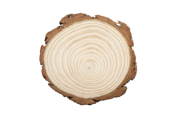 树龄的横截面图片下载