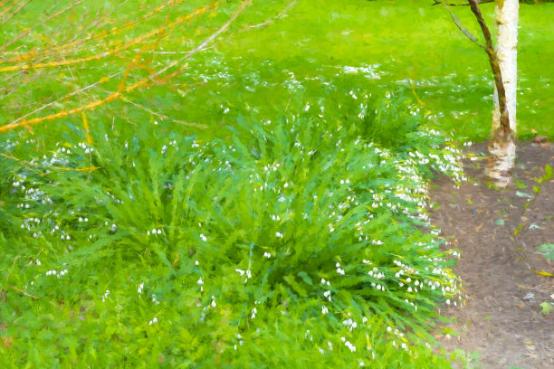 雪花莲在春天图片下载