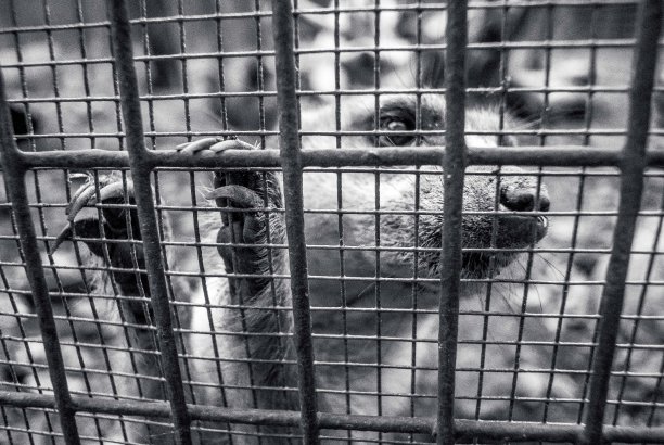 捕获的猫鼬图片下载