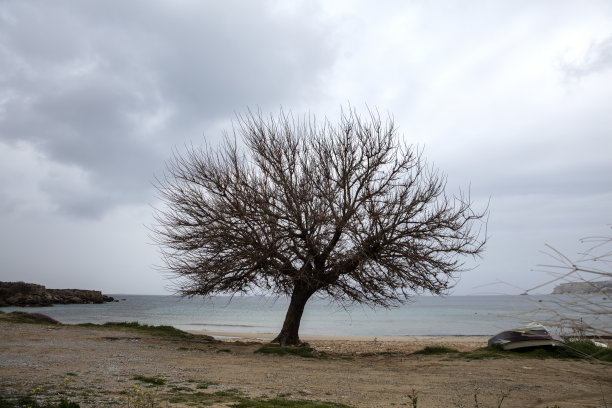 树在岸边图片下载