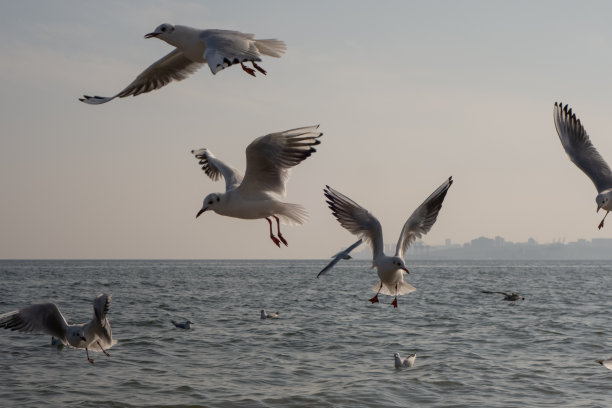 在一个阳光明媚的春天，海滩上的海鸥和鸽子。图片下载
