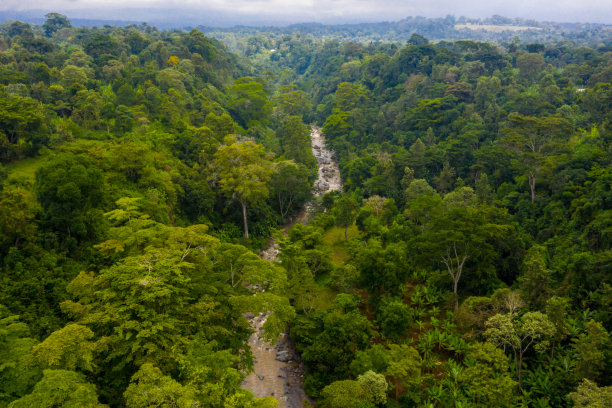 鸟瞰图红树林和河流在坦桑尼亚红树林图片下载