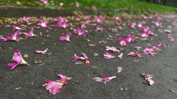 Pinque flower和white street图片下载