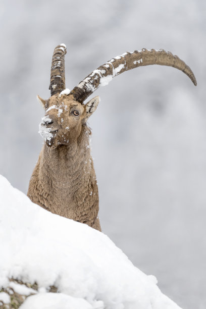 高山野山羊在岩石上的精彩肖像(卡普拉野山羊)图片下载