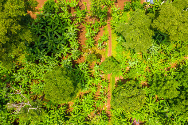 鸟瞰图红树林和河流在坦桑尼亚红树林图片下载