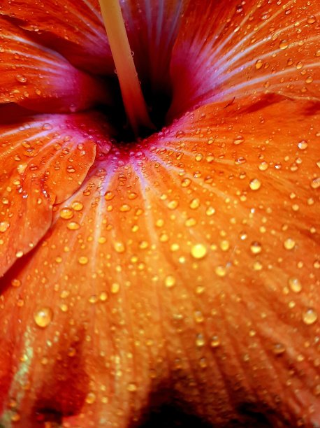 橙色的喜悦图片下载