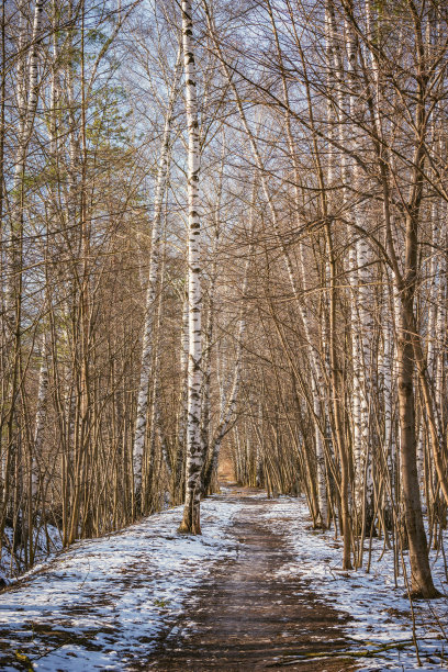 森林里潮湿的小路。图片下载