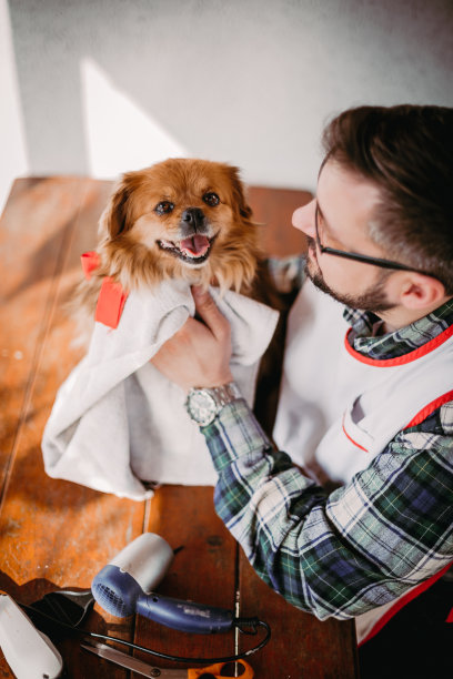 洗完澡后擦干狗图片下载