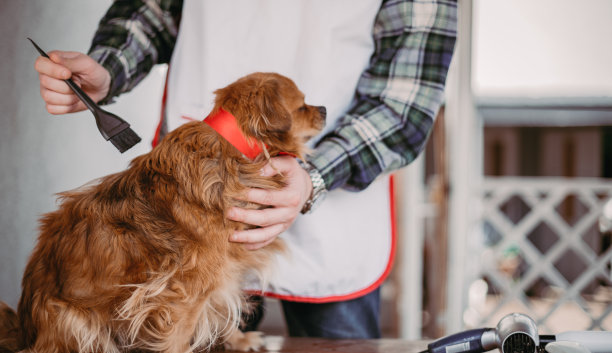 宠物美容师使用动物毛刷图片下载