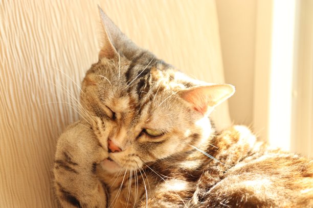 猫用鬼脸梳理爪子。图片下载